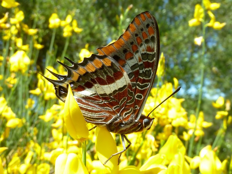 i Charaxes di Monte Malbe